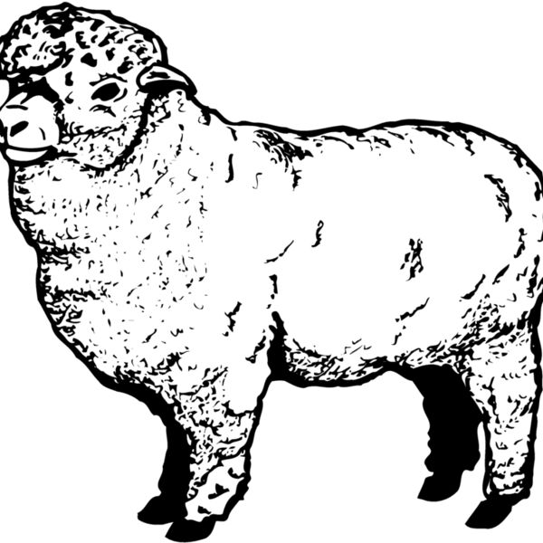 SHEEP004 Thumbnail